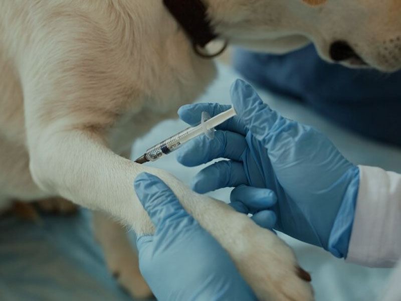 Vắc xin AIM công bố dữ liệu tiền lâm sàng mới nhất của vắc xin bệnh dại mRNA trong 